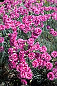 DIANTHUS GRANS FAVOURITE