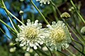 CEPHALARIA GIGANTEA