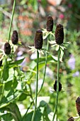 RUDBECKIA OCCIDENTALIS GREEN WIZARD