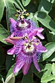 PASSIFLORA AMETHYST