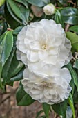 CAMELLIA MATTERHORN