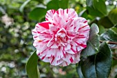 CAMELLIA LAVINIA MAGGI