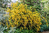 KERRIA JAPONICA FLORE-PLENA