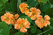 NASTURTIUM MAJUS DOUBLE DELIGHT APRICOT