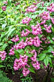 DEUTZIA X HYBRIDA STRAWBERRY FIELDS