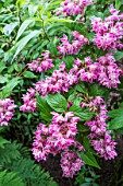 DEUTZIA X HYBRIDA STRAWBERRY FIELDS