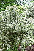 LEPTOSPERMUM SCOPARIUM