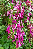 ABELIA FLORIBUNDA AGM