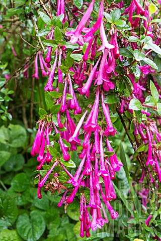 ABELIA_FLORIBUNDA_AGM