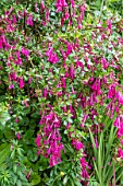 ABELIA FLORIBUNDA AGM