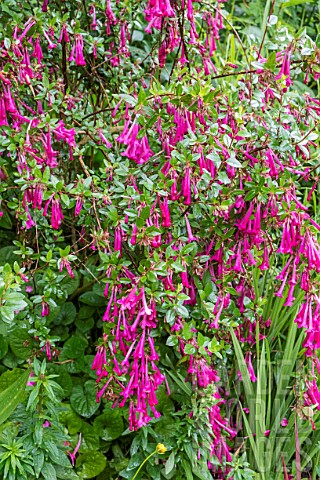 ABELIA_FLORIBUNDA_AGM