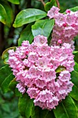 KALMIA LATIFOLIA