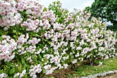 ROSA PAULS HIMALAYAN MUSK