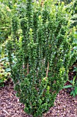 Euonymus japonicus Green Rocket