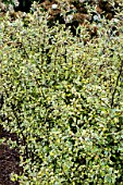 COROKIA VIRGATA SUNSPLASH