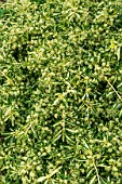 EUONYMUS JAPONICUS AUREO-PICTUS IN FLOWER