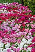 SWEET WILLIAM MIXED