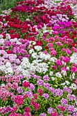 SWEET WILLIAM MIXED