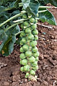 BRUSSELS SPROUTS ON THE STALK