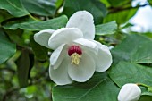 MAGNOLIA WILSONII