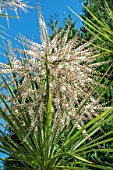 CORDYLINE AUSTRALIS