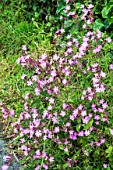 RED CAMPION
