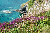 COASTLINE CLIFF FLOWERS