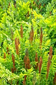 OSMUNDA REGALIS