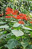 Clerodendrum maculatum