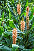 HEDYCHIUM GARDNERIANUM AGM