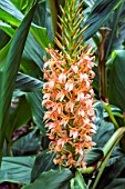 HEDYCHIUM GARDNERIANUM AGM