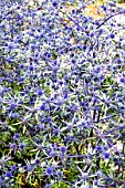 ERYNGIUM CRETICUM