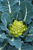 ROMANESCO MAGINOT F1