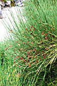 EPHEDRA DISTACHYA SSP. MONOSTACHYA