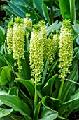 EUCOMIS POLE-EVANSII