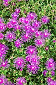 DELOSPERMA COOPERI