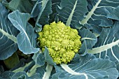 ROMANESCO MAGINOT F1