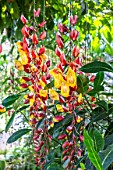 Thunbergia mysorensis