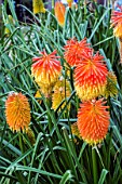 KNIPHOFIA ROOPERI