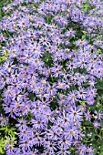 ASTER HERVEYI