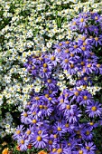 ASTER AMELLUS VANITY