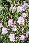 ASTER PRIORY BLUSH