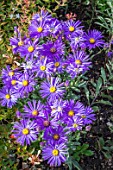 ASTER AMELLUS VEILCHENKONIGIN