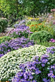 PICTON GARDENS ASTER COLLECTION