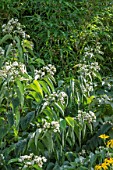 HEPTACODIUM MICONIOIDES AGM