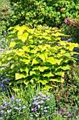 Catalpa bignonioides Aurea