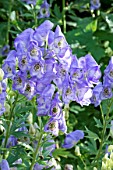 ACONITUM CARMICHAELII SPATLESE