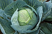 CABBAGE DRAGO F1