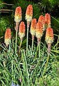 KNIPHOFIA LINEARIFOLIA