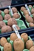 CHITTING SEED POTATOES